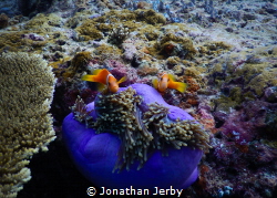 These Maldive anemonefish (Amphiprion nigripes) were at t... by Jonathan Jerby 